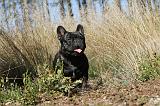 BOULEDOGUE FRANCAIS 209